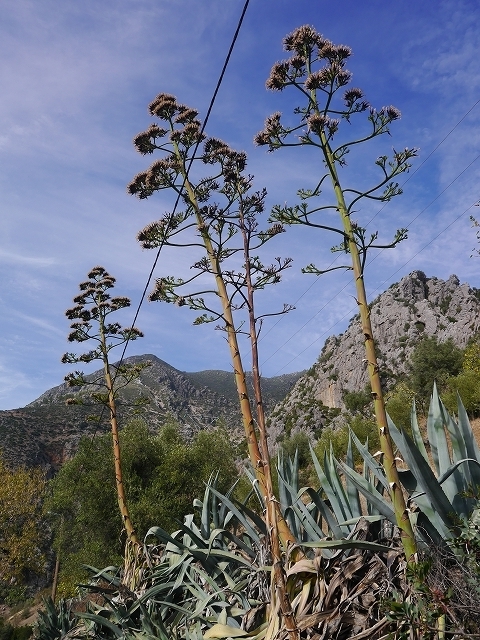 P1050316.jpg